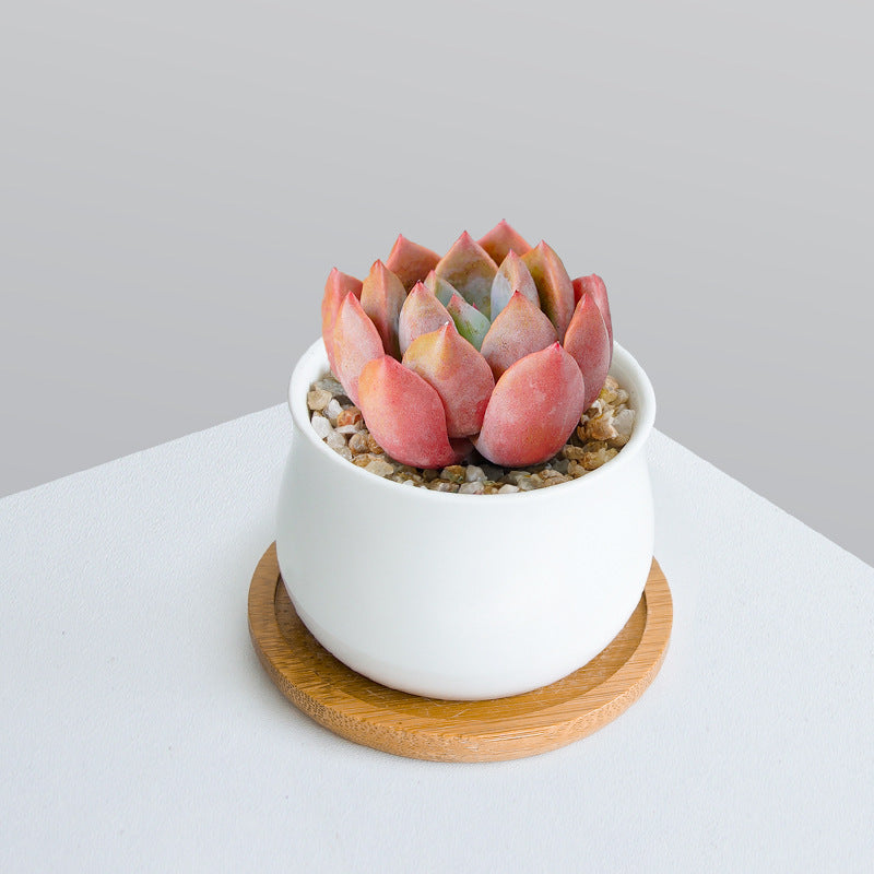 Succulent Plant Set with Pots