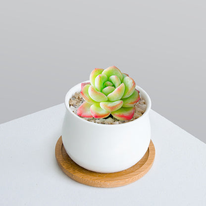 Succulent Plant Set with Pots