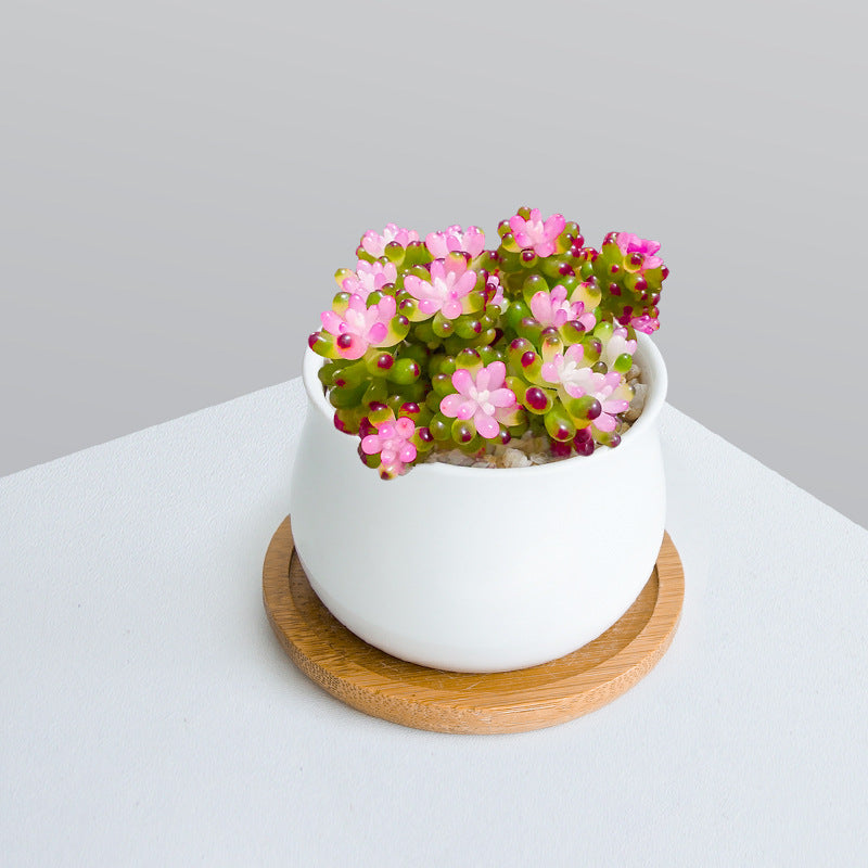 Succulent Plant Set with Pots