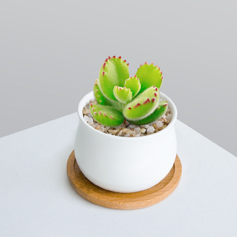 Succulent Plant Set with Pots