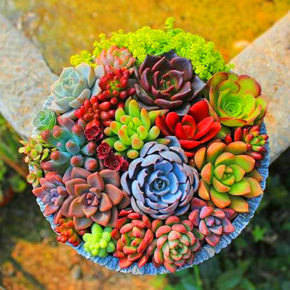 Succulent Plant Set with Potted Hybrid Seedlings