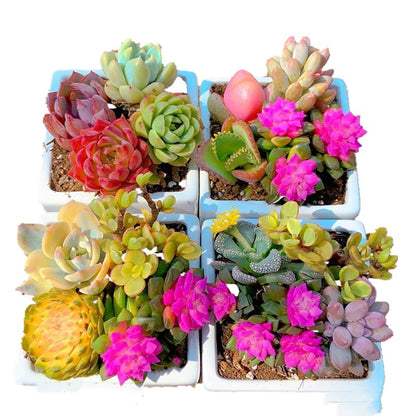 Succulent Plant Set with Potted Hybrid Seedlings