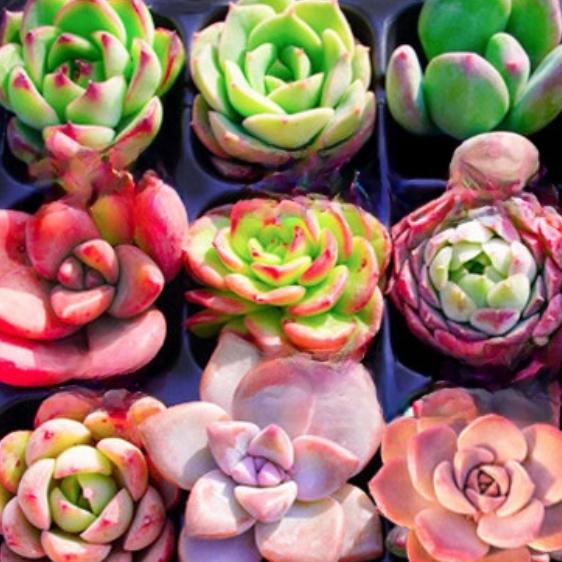 Succulent plants