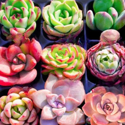 Succulent plants