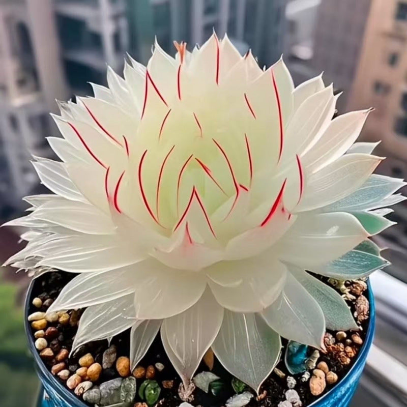 succulent plants