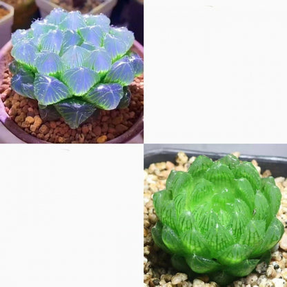 succulent plants
