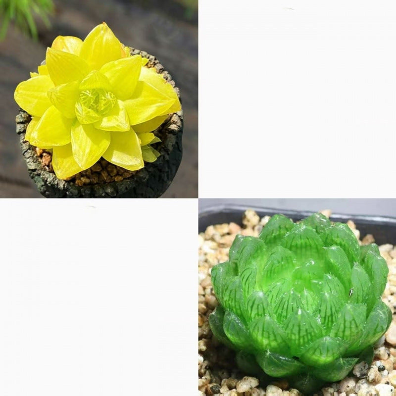 succulent plants