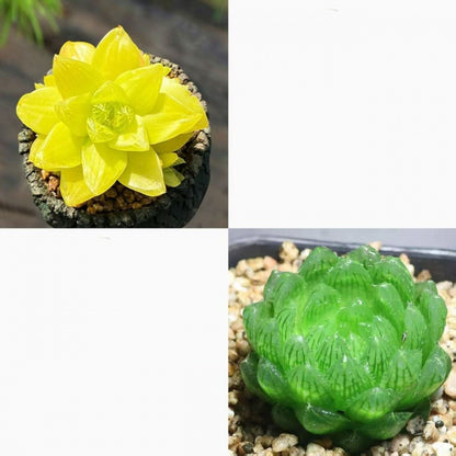 succulent plants