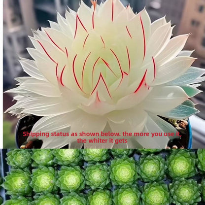 succulent plants