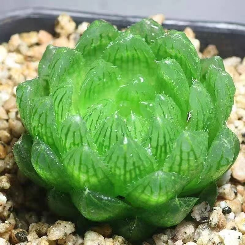 succulent plants
