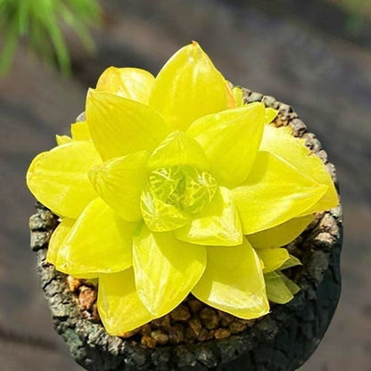 succulent plants