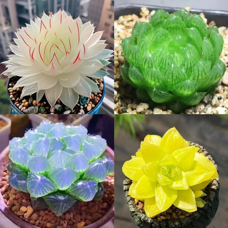succulent plants