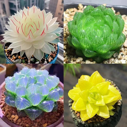 succulent plants