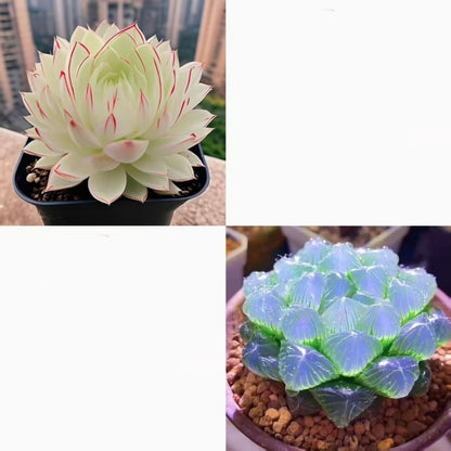 succulent plants