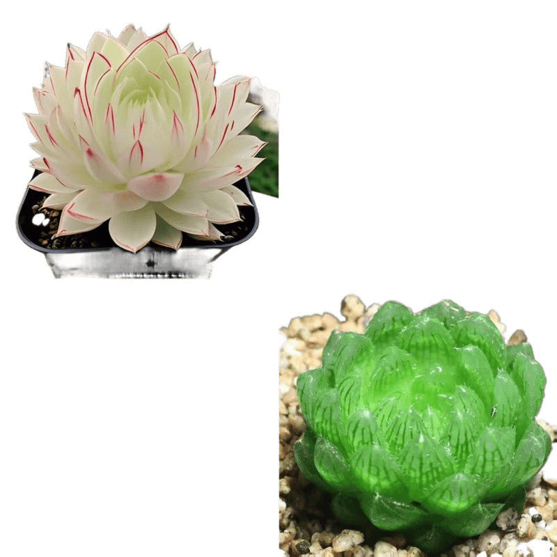 succulent plants