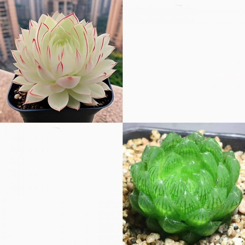 succulent plants