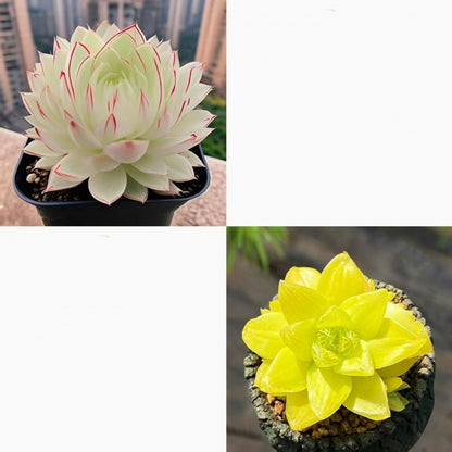 succulent plants