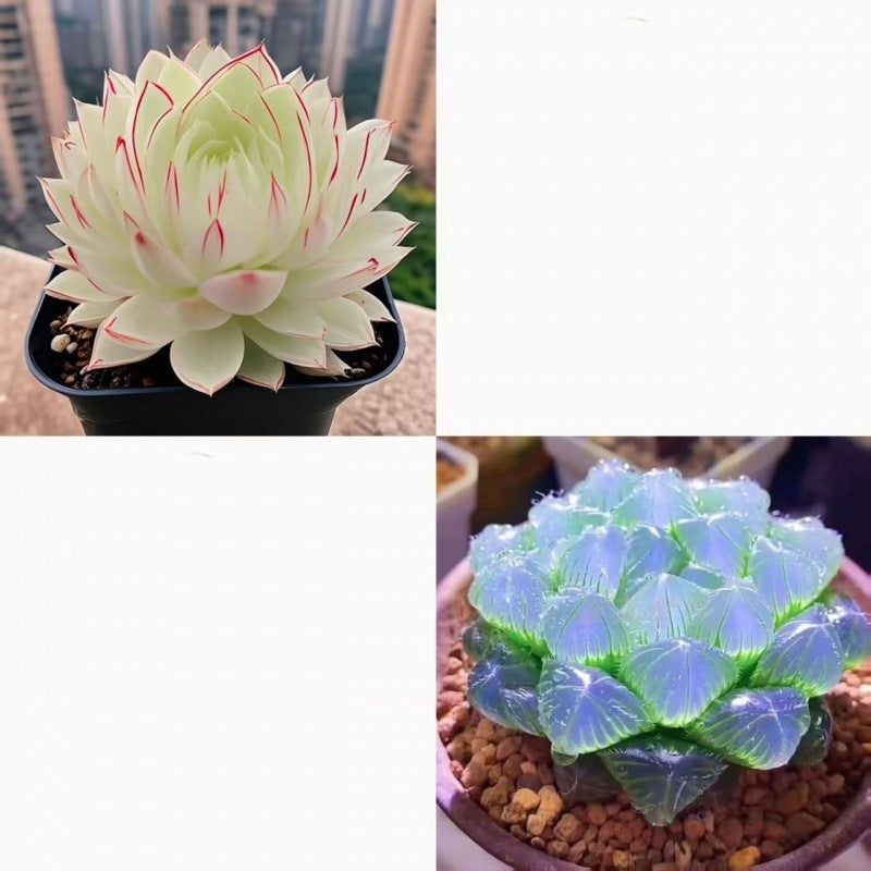 succulent plants