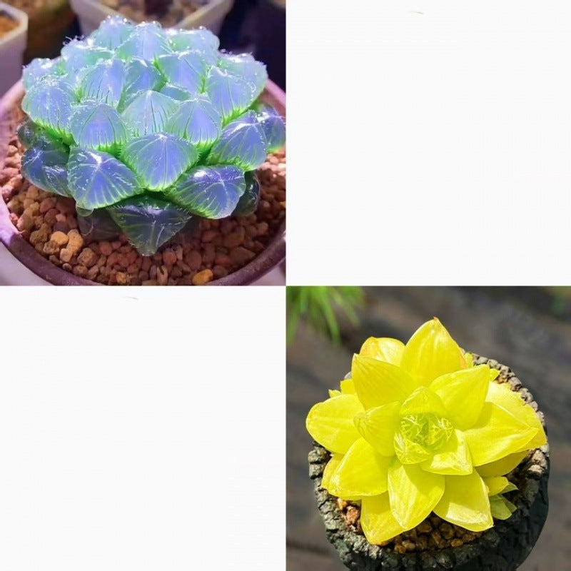 succulent plants