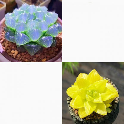 succulent plants