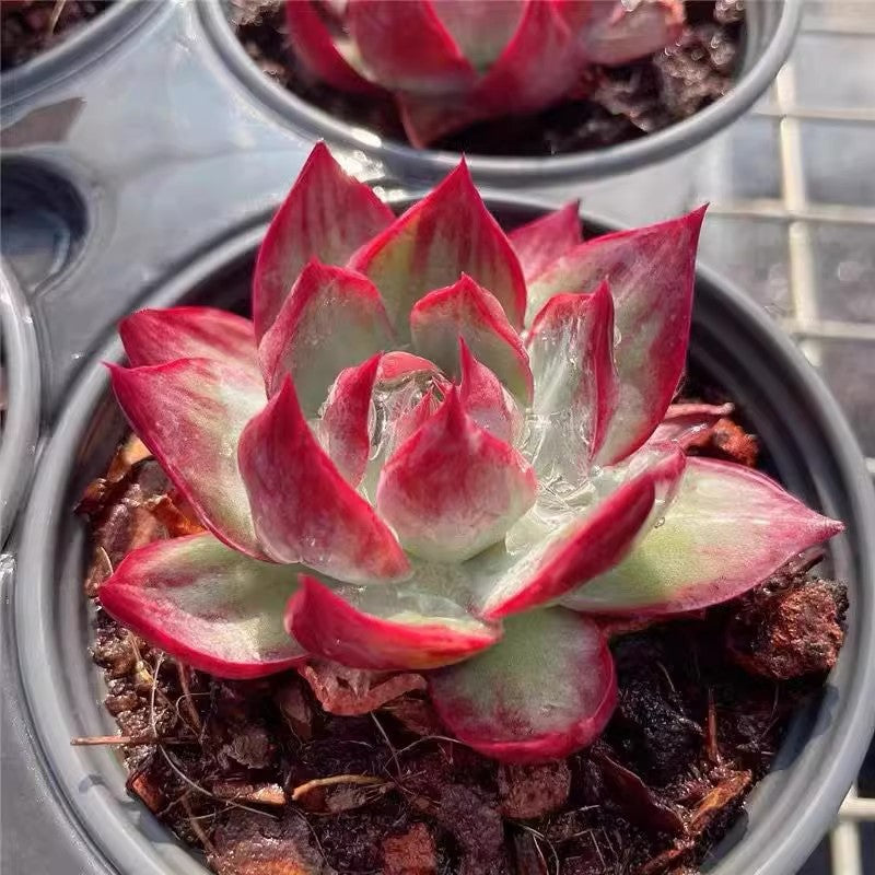 Succulent plants