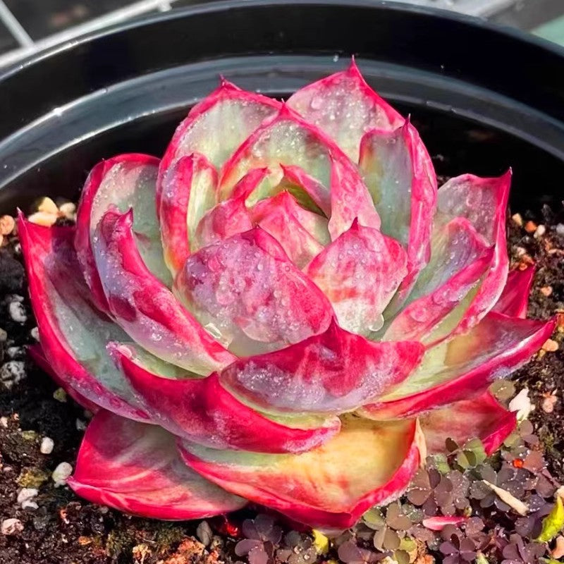 Succulent plants