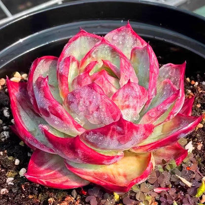 Succulent plants