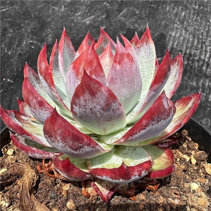 Succulent plants