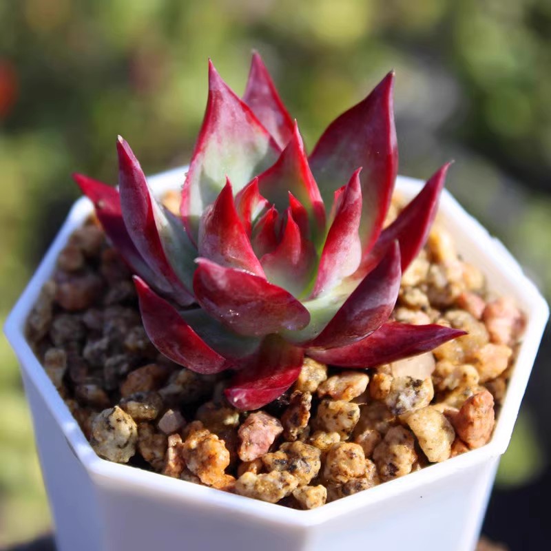 Succulent plants