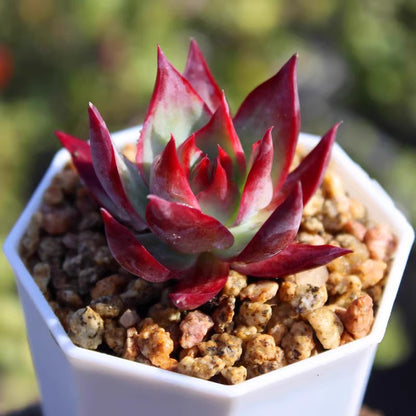 Succulent plants