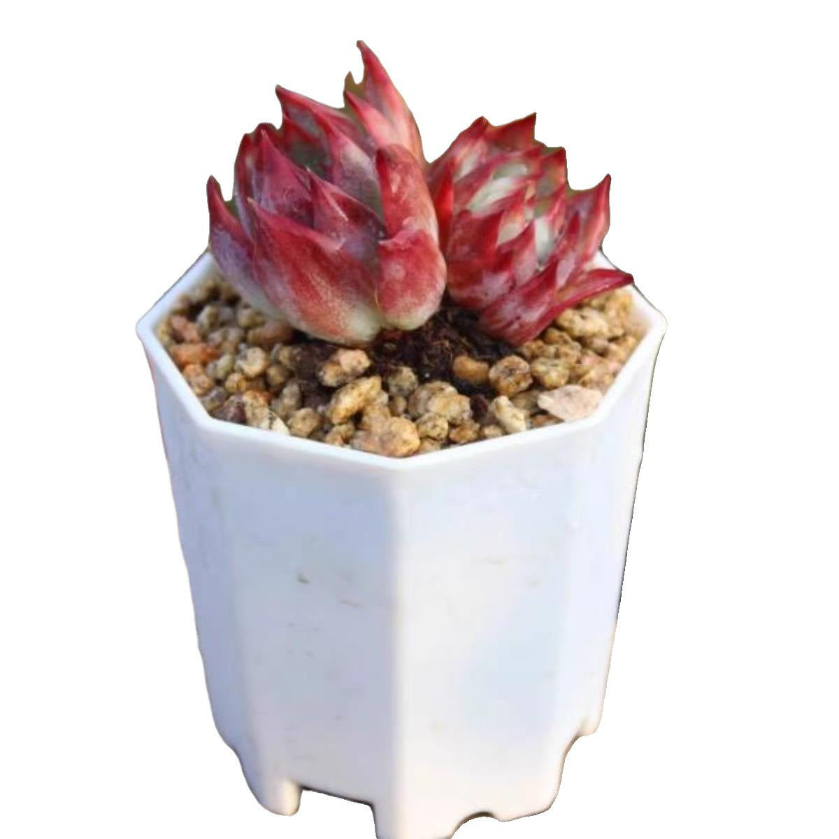 Succulent plants