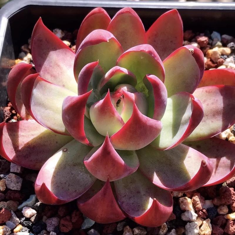 Succulent plants