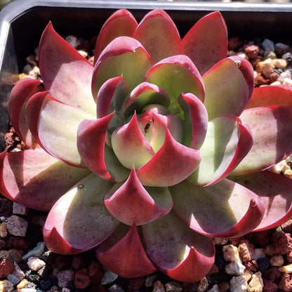 Succulent plants