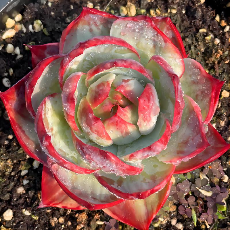 Succulent plants
