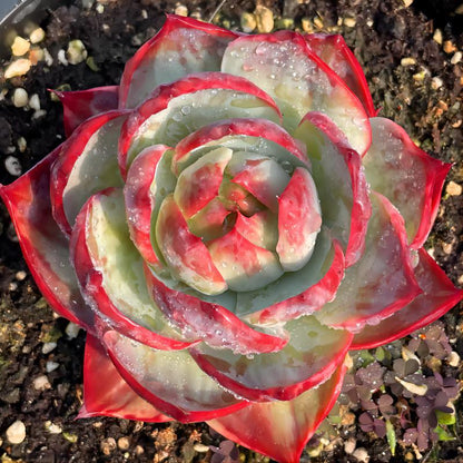 Succulent plants