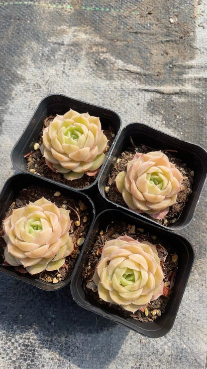 Succulent Plants