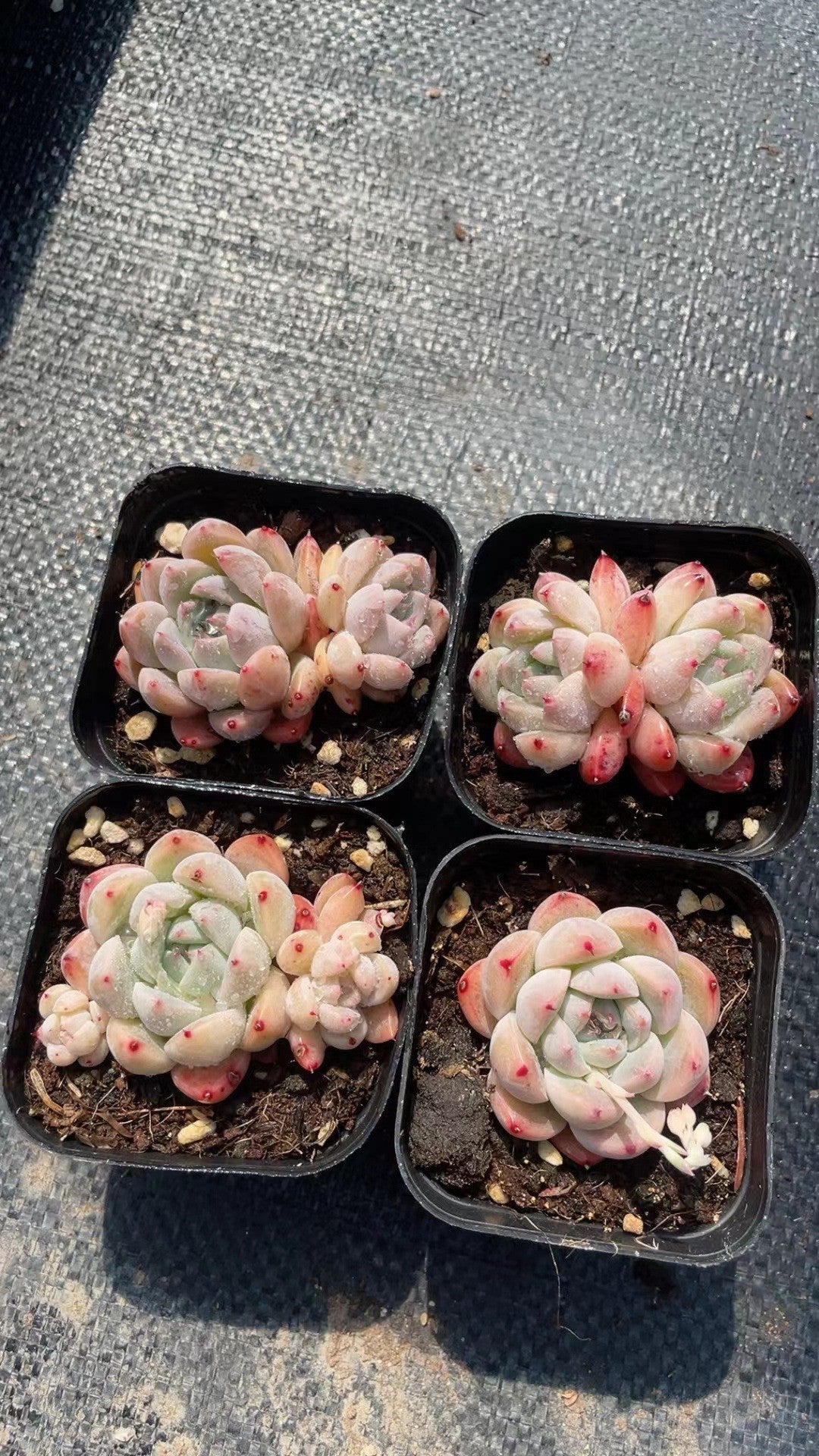 Succulent Plants