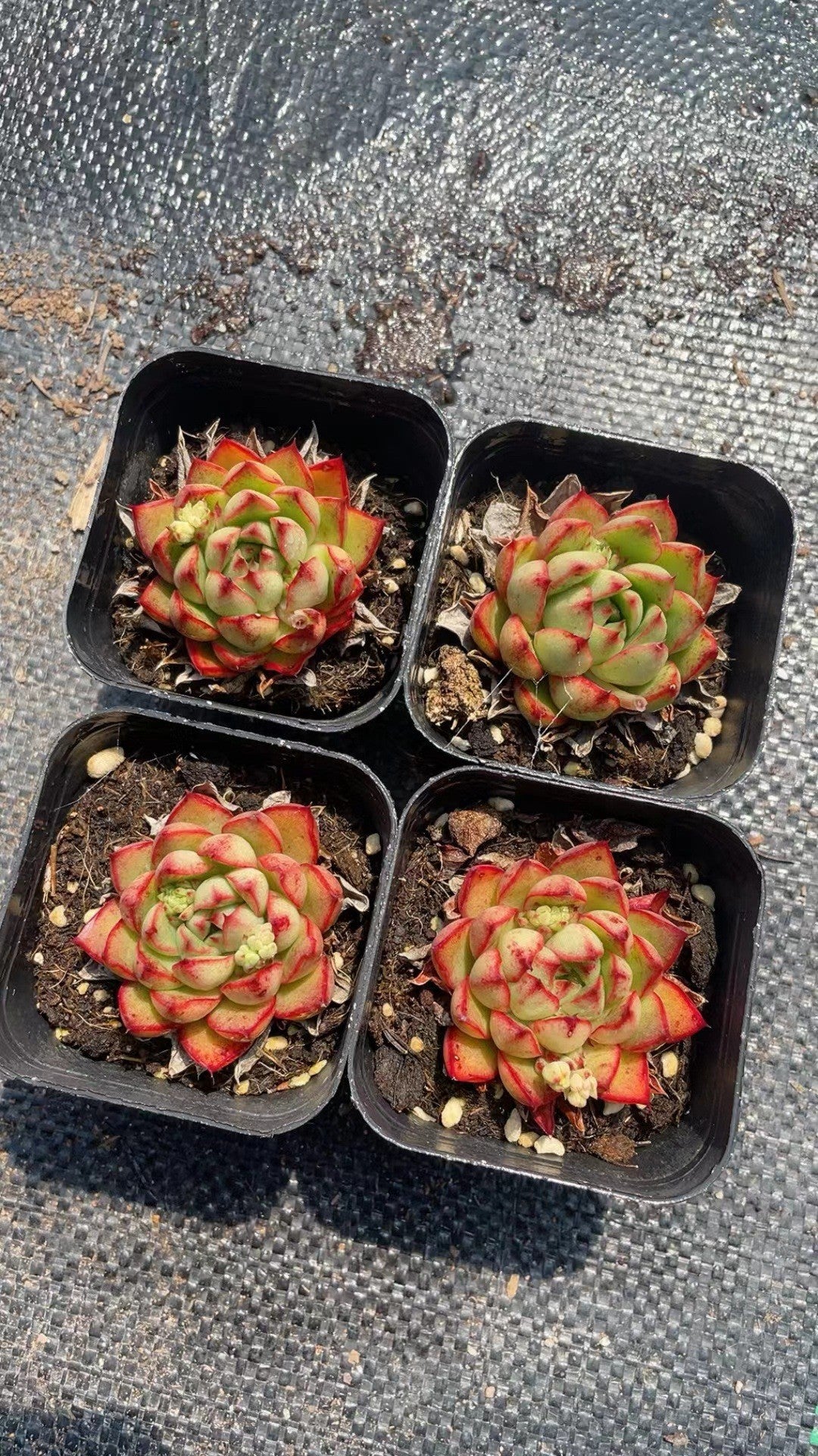 Succulent Plants