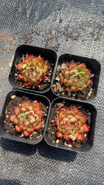 Succulent Plants