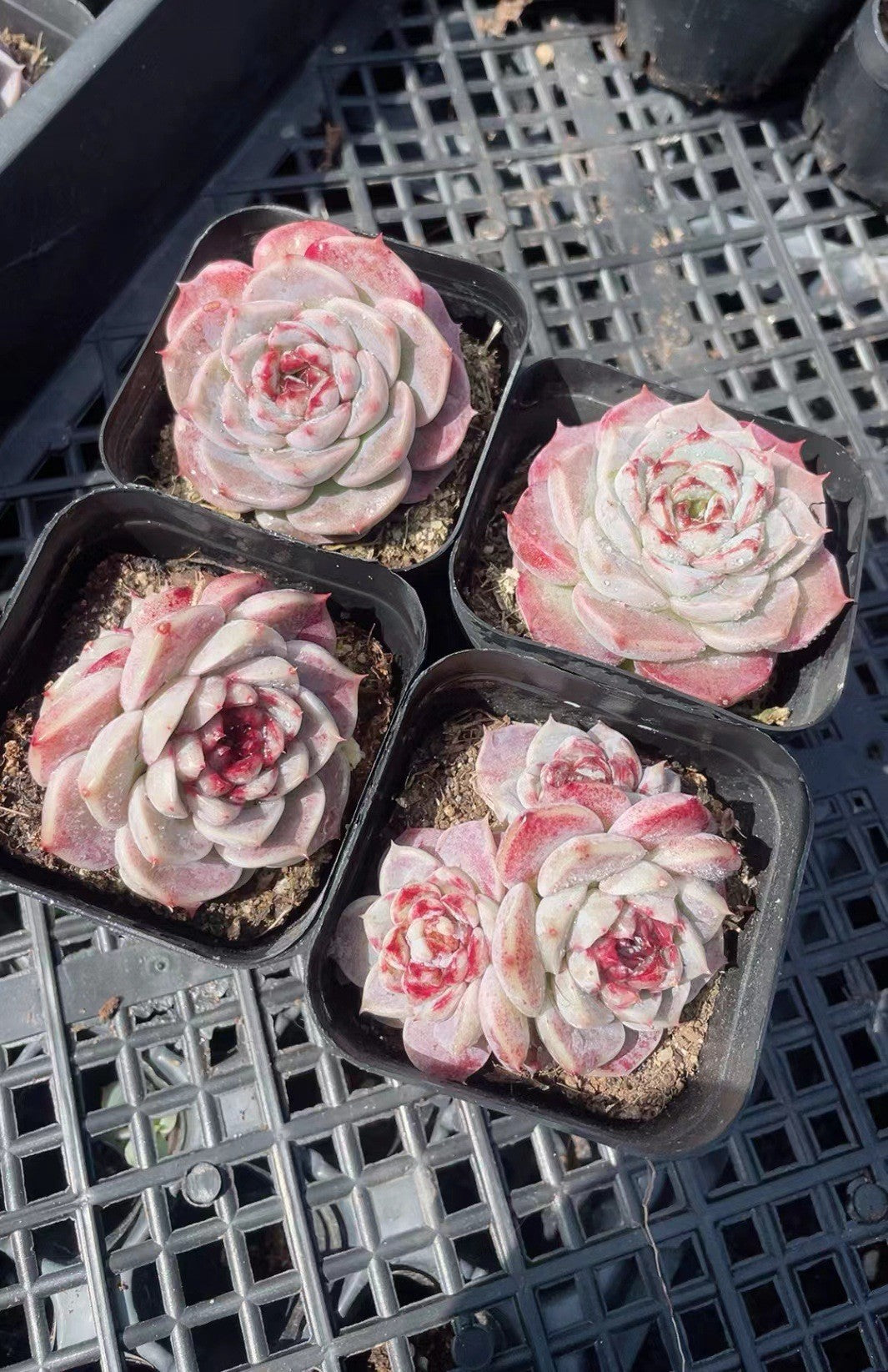 Succulent Plants