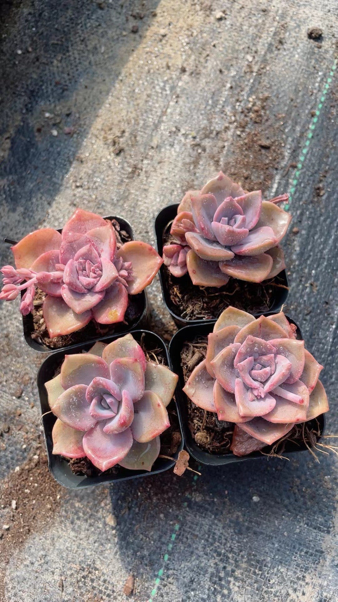 Succulent Plants
