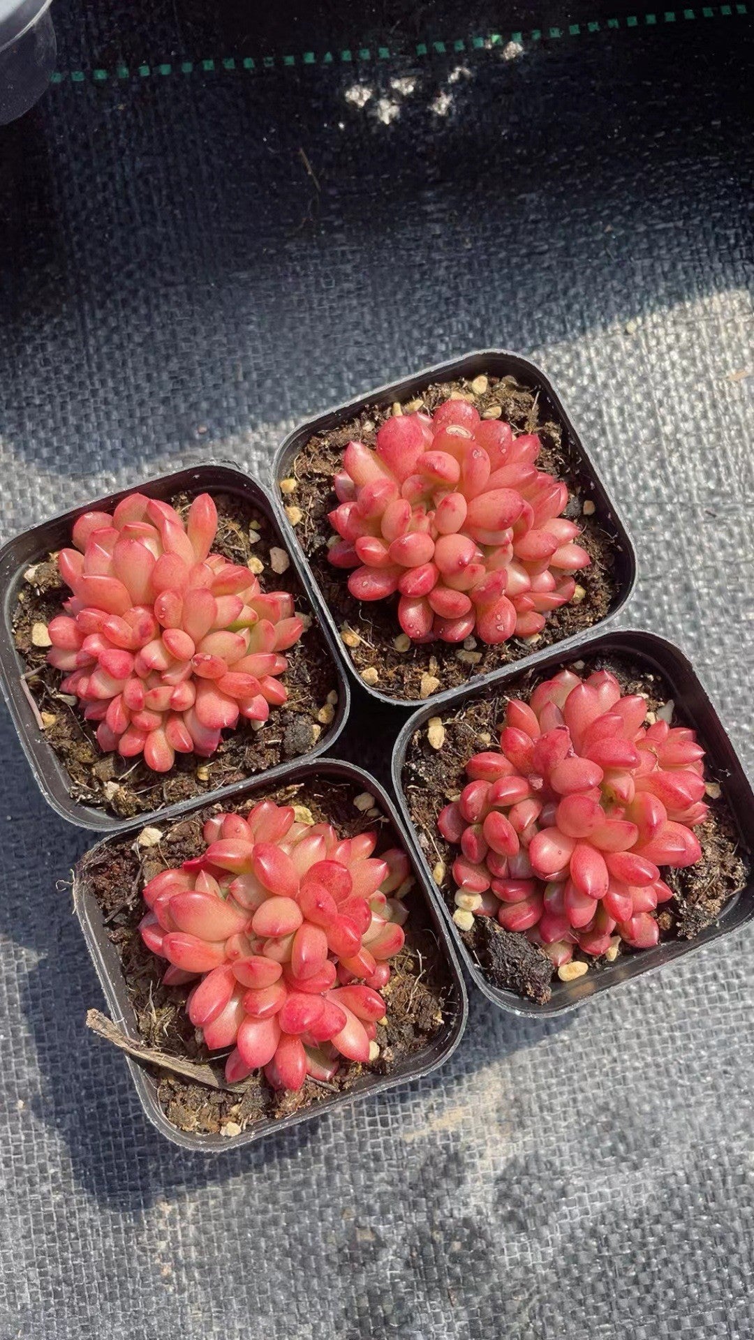 Succulent Plants