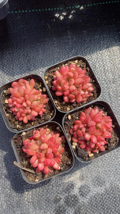Succulent Plants