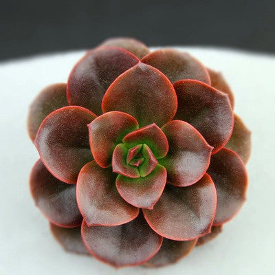 Succulent Plants
