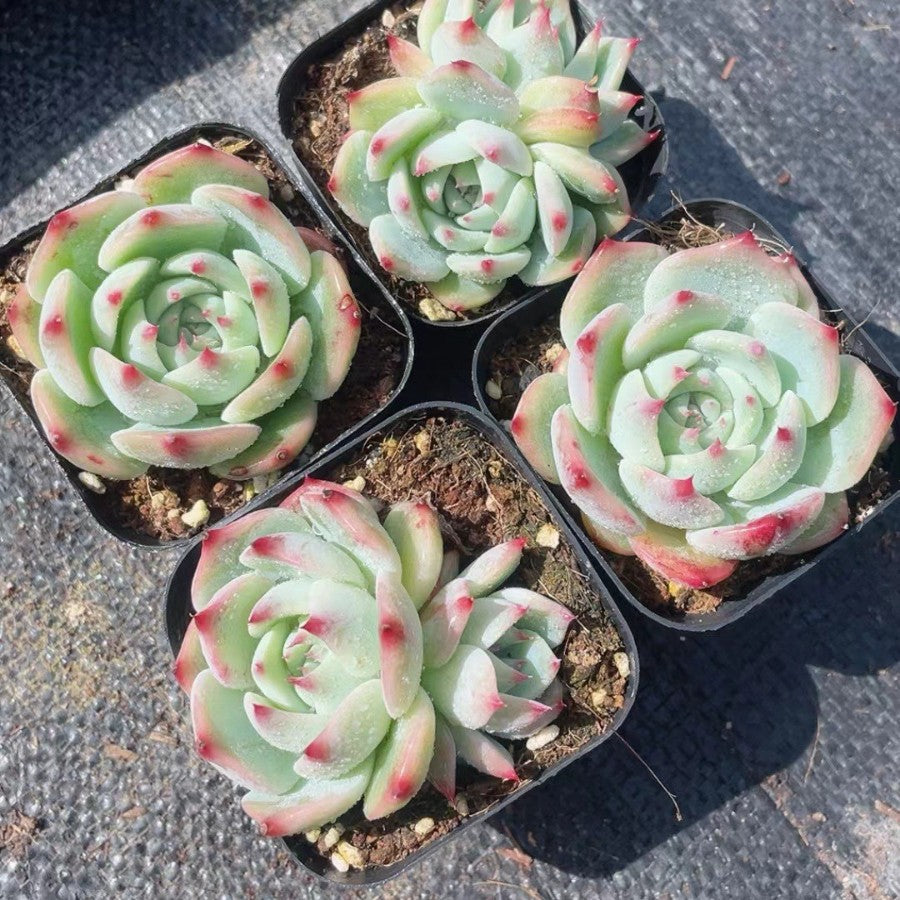 Succulent Plants