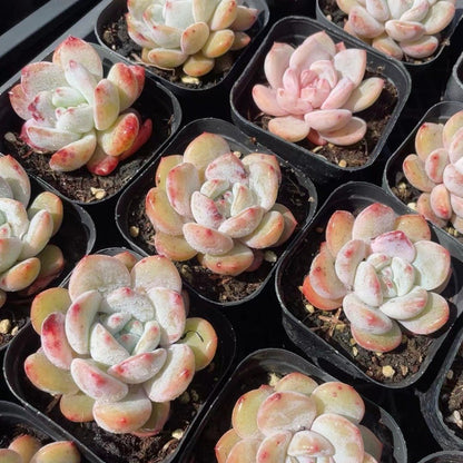 Succulent Plants