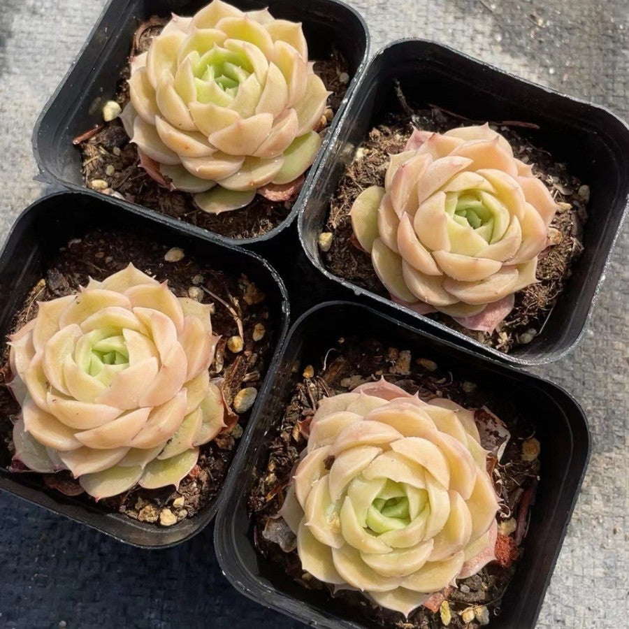 Succulent Plants