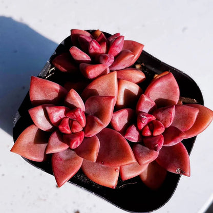 Succulent Plants