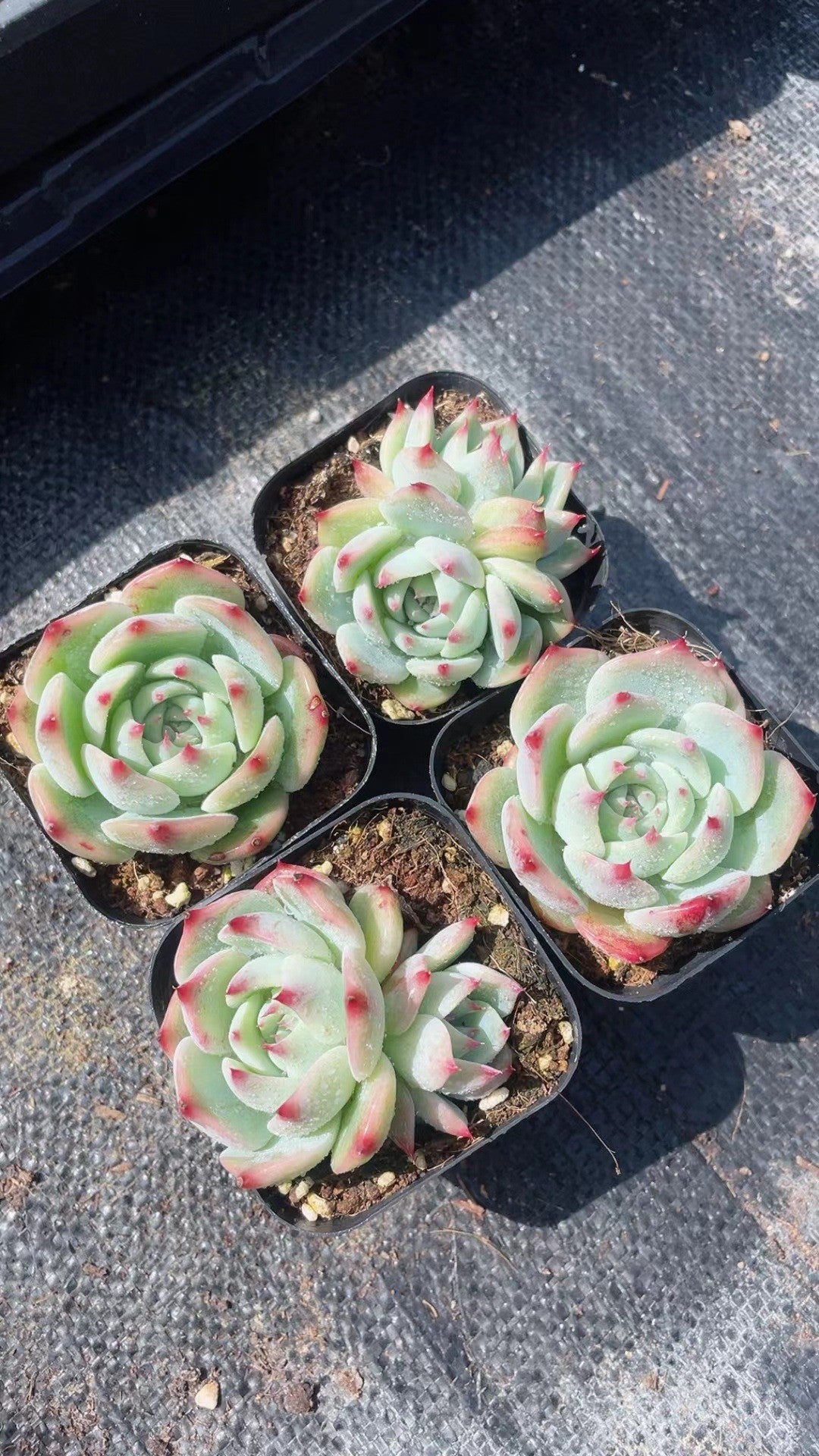 Succulent Plants