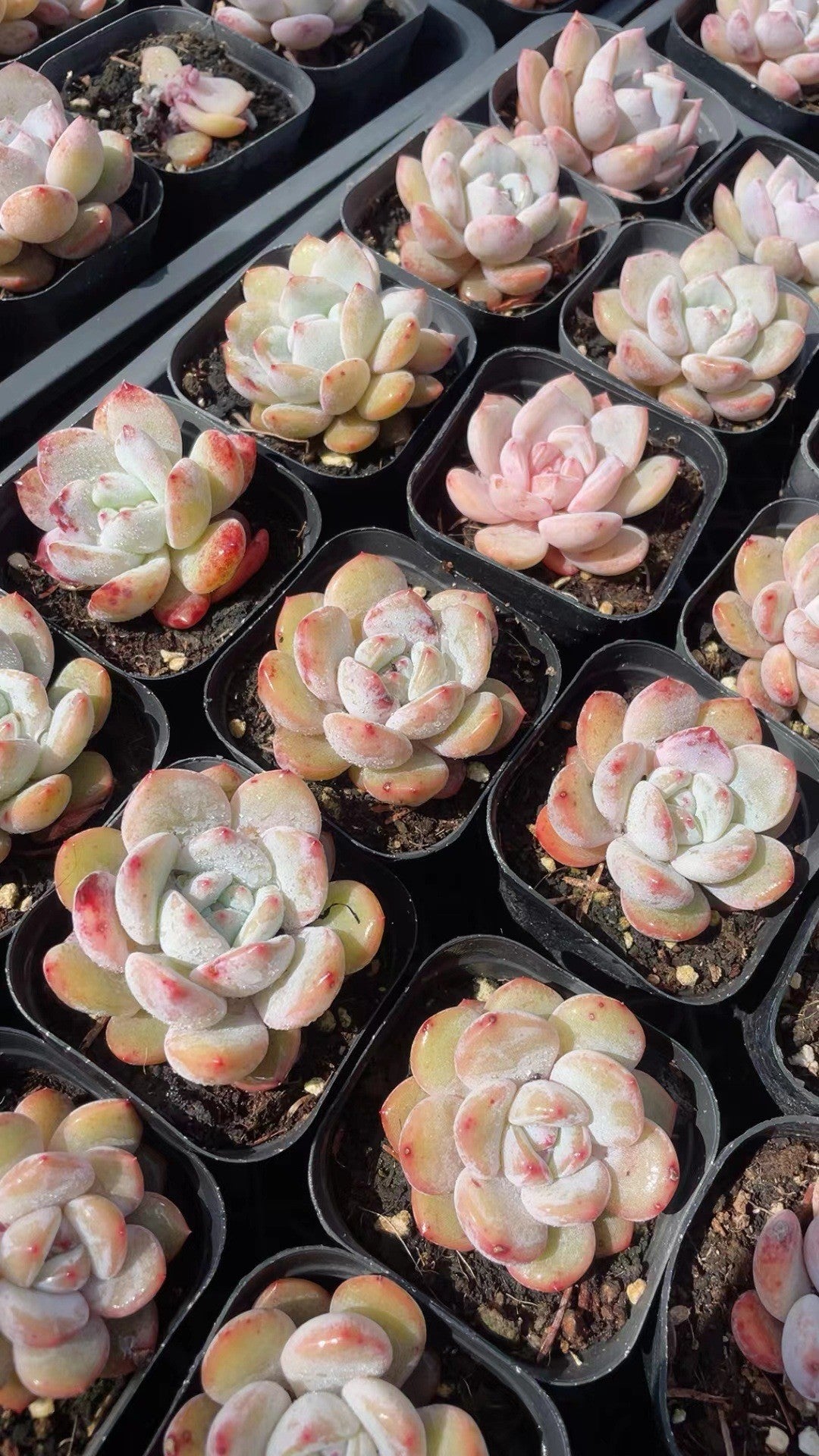Succulent Plants